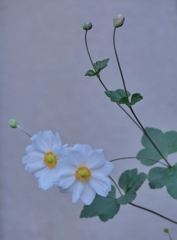 シュウメイギク咲く