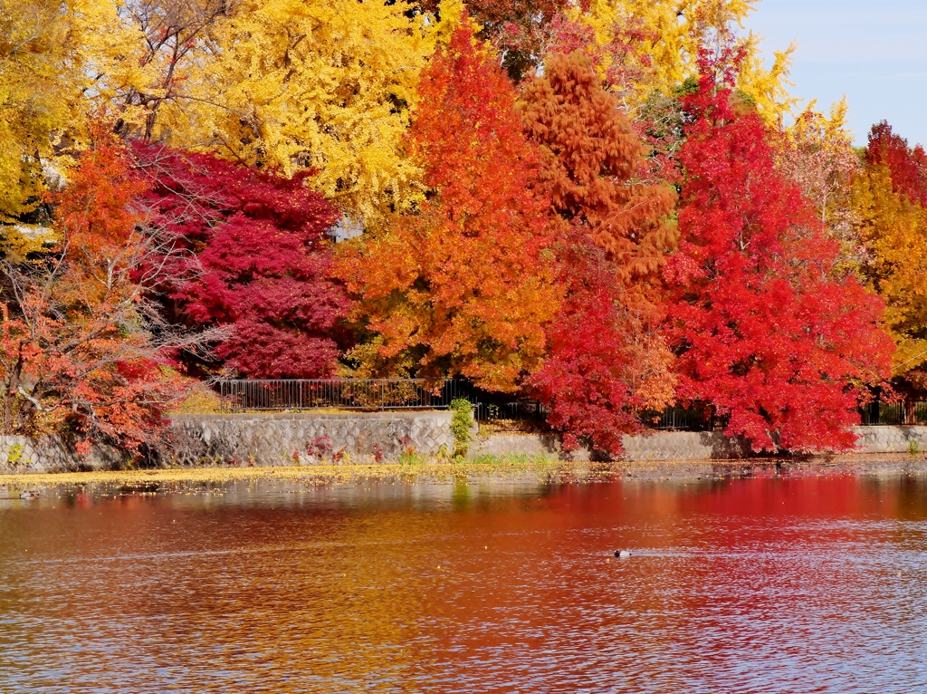 遊園地跡の紅葉 1