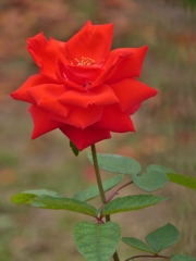 赤い薔薇