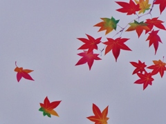 紅葉