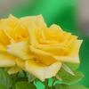 夏の薔薇 2