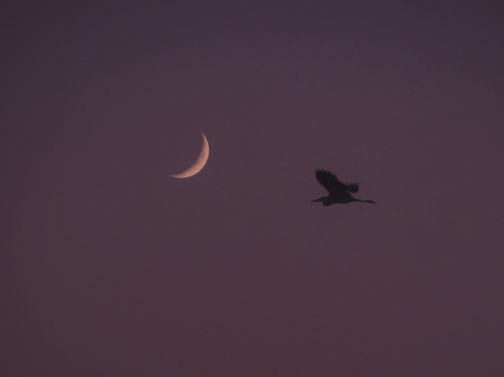 月と鳥・・。