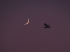 月と鳥・・。