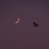 月と鳥・・。