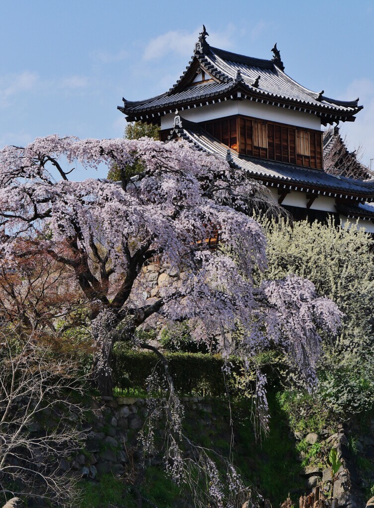 大和郡山城址の枝垂れ桜 2