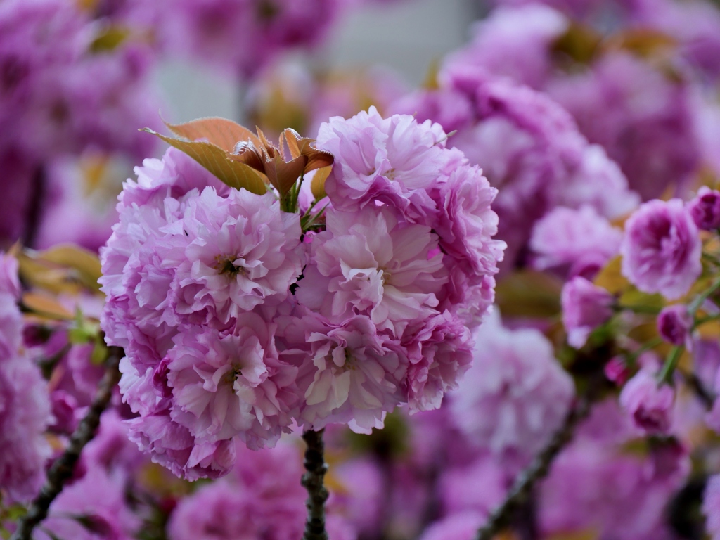 八重桜 2