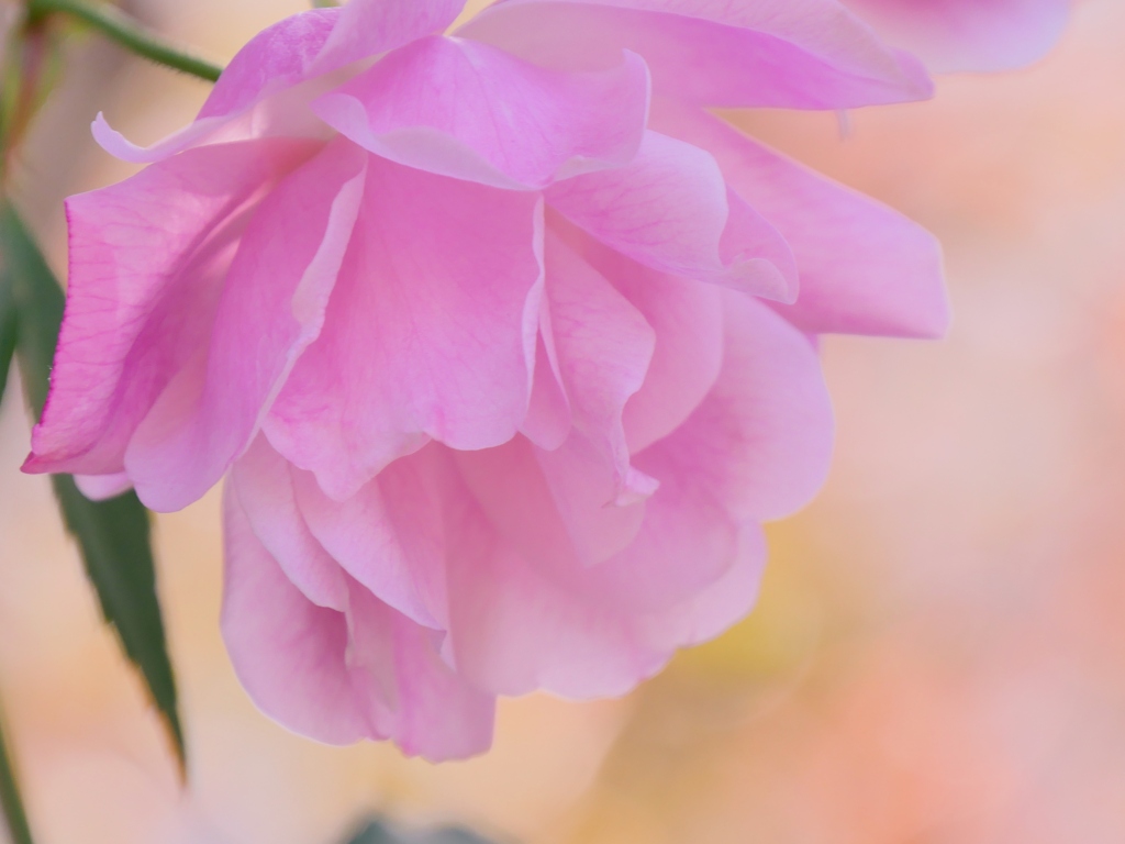 冬の薔薇 3