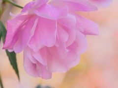 冬の薔薇 3