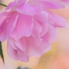 冬の薔薇 3