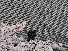 桜と獅子と・・。