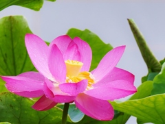 優雅に咲く3