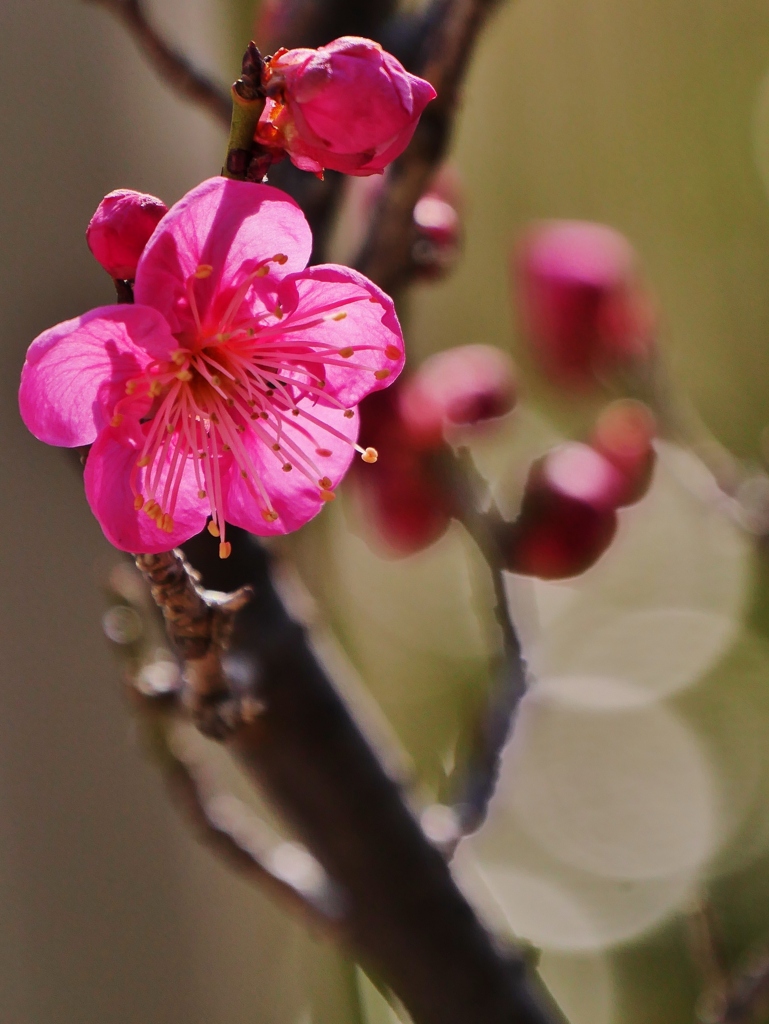 紅梅2