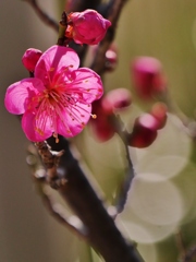 紅梅2