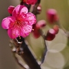 紅梅2