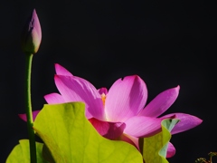蓮の花が咲いて来ました。