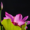 蓮の花が咲いて来ました。