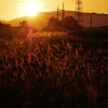 夕日