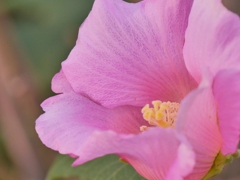 芙蓉