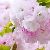 八重桜 3