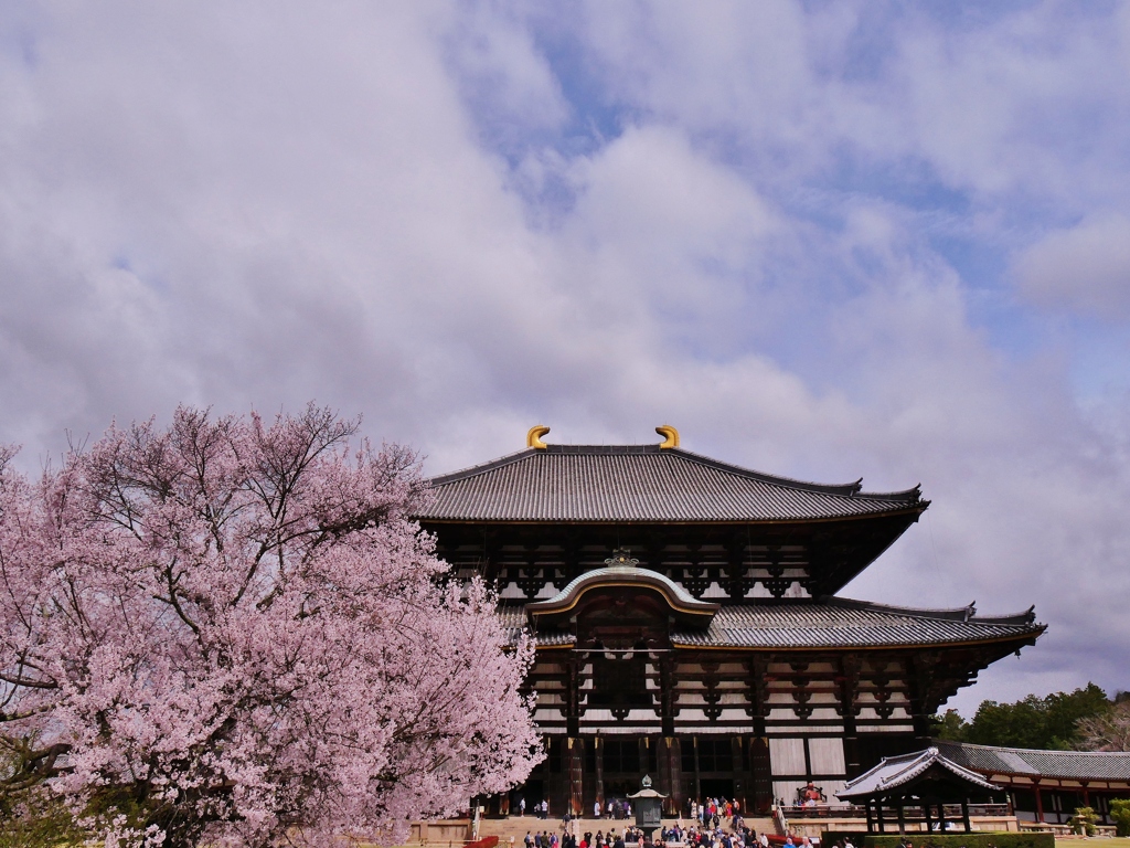 古都奈良の春・大仏殿の桜 2