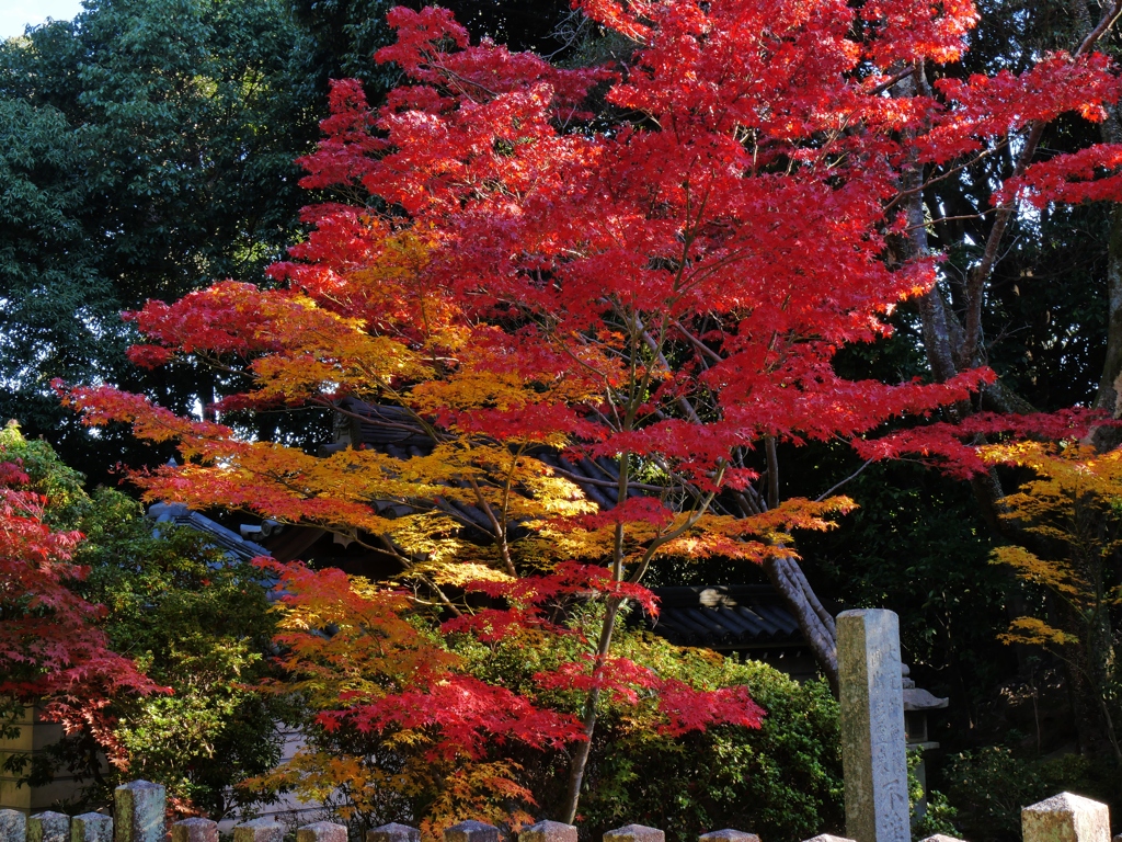 秋篠寺香水閣の紅葉