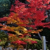 秋篠寺香水閣の紅葉