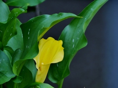 黄花 2