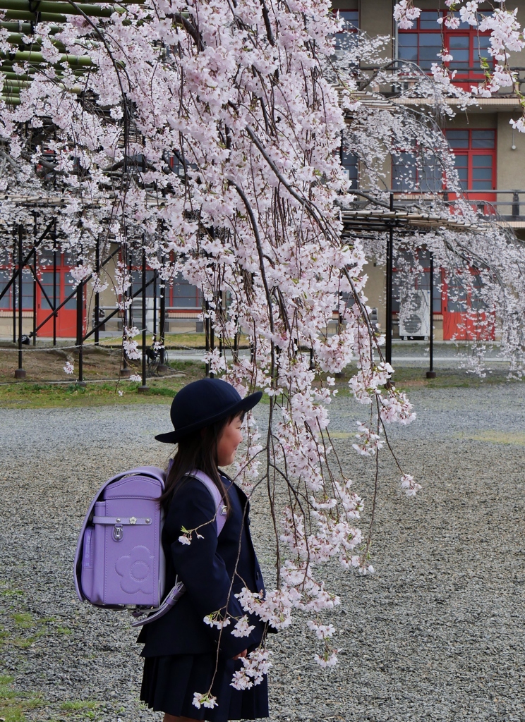 枝垂れ桜2