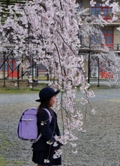 枝垂れ桜2