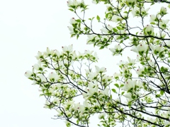 花水木咲く1