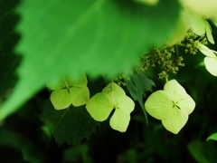 紫陽花