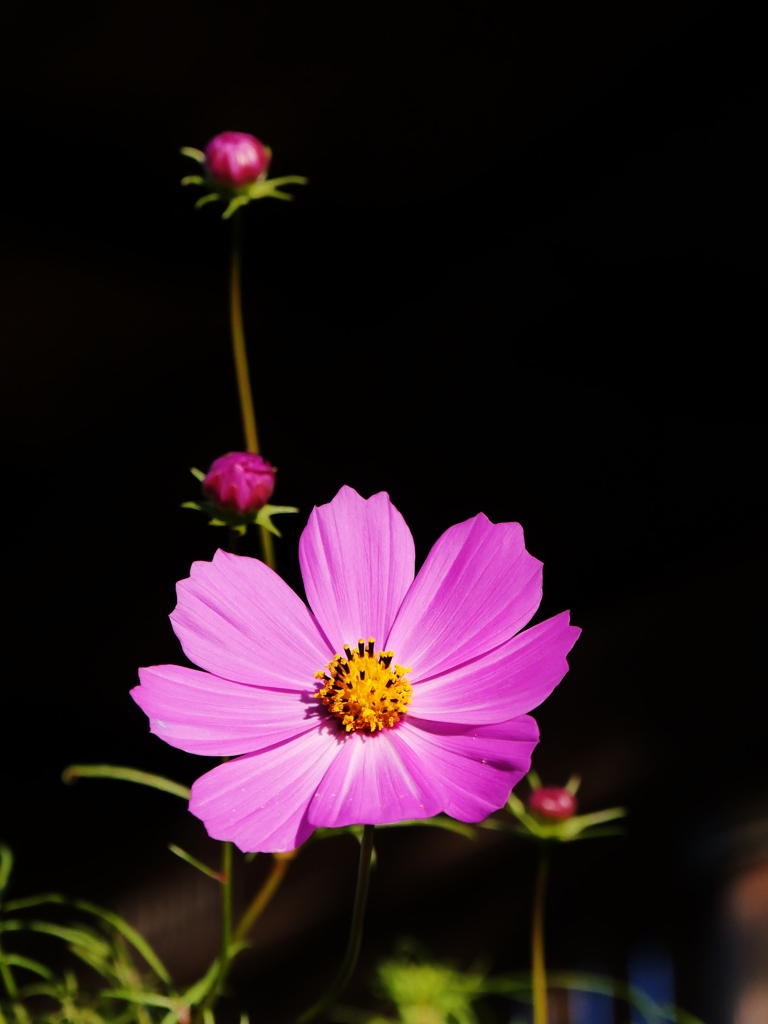秋桜 3