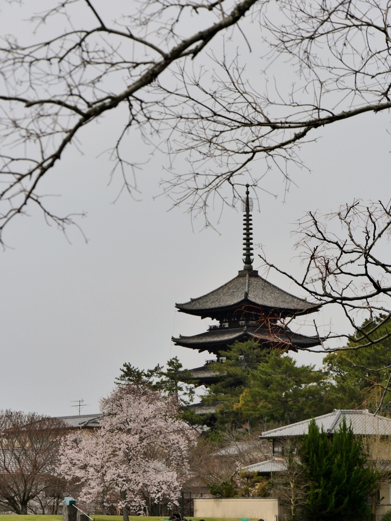 古都奈良・五重塔と桜 2
