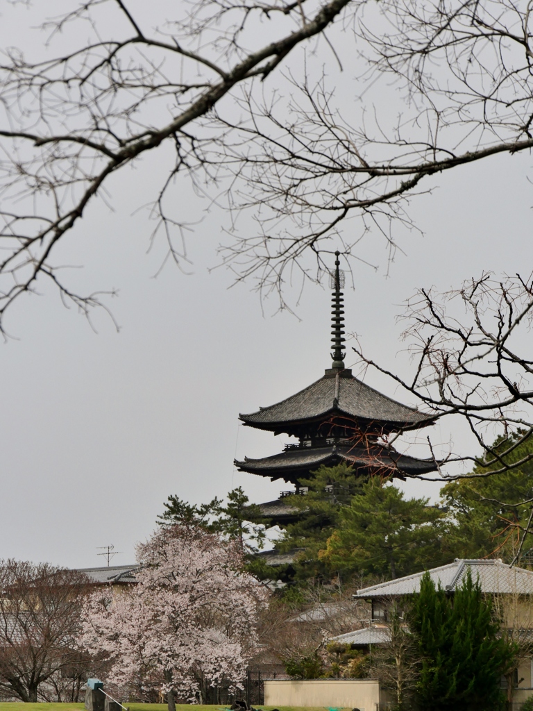 古都奈良・五重塔と桜 2