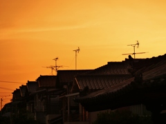 夕焼けに染まる・・。1