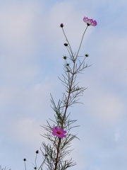 秋桜の空 1