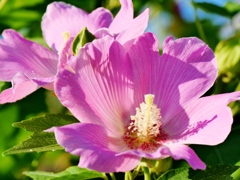 芙蓉 3