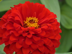 しべも小さな花・・。