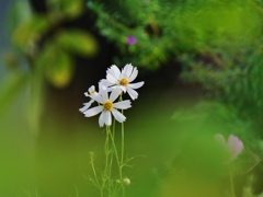 白い秋桜