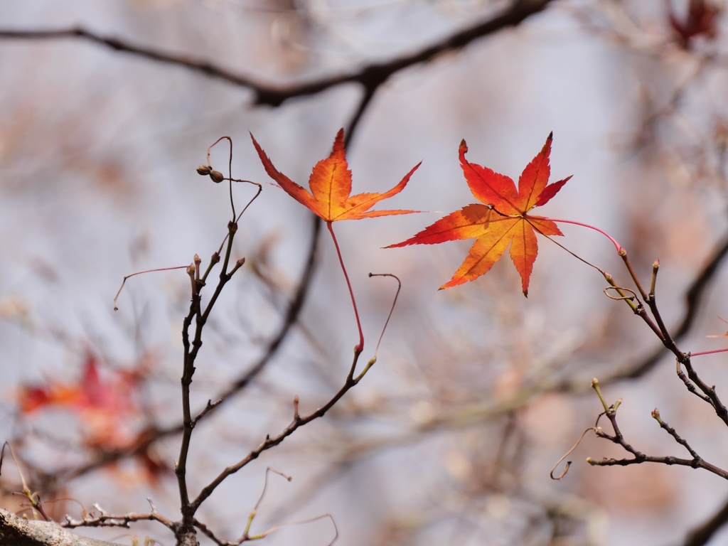 秋の名残1