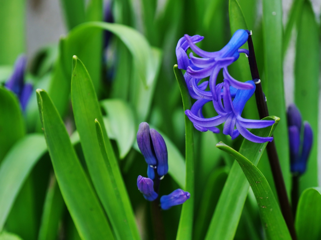 青紫の花・・。