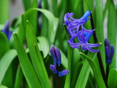 青紫の花・・。