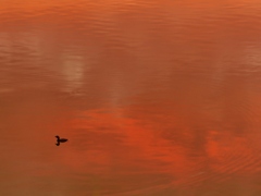夕焼けを映して・・。