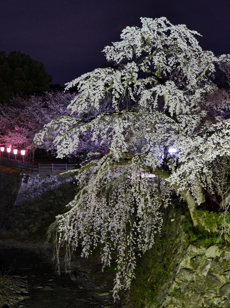 お城の夜桜2