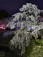 お城の夜桜2