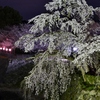 お城の夜桜2