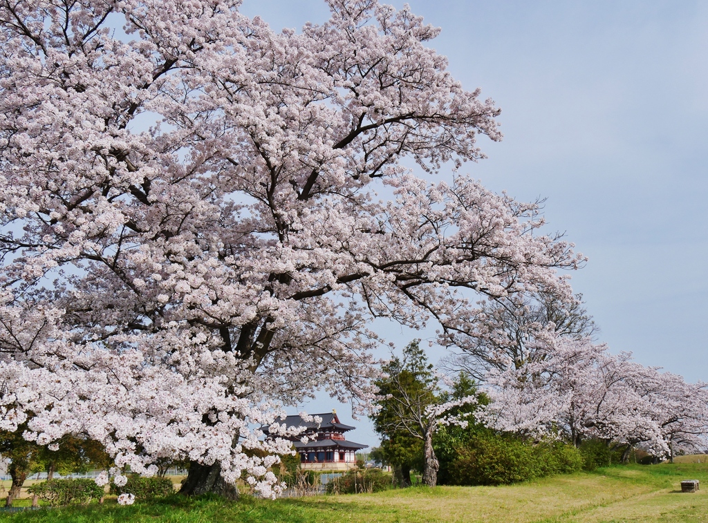 平城京の春4