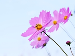 秋桜 1