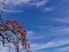 晩秋の青空 3