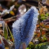 霜の華